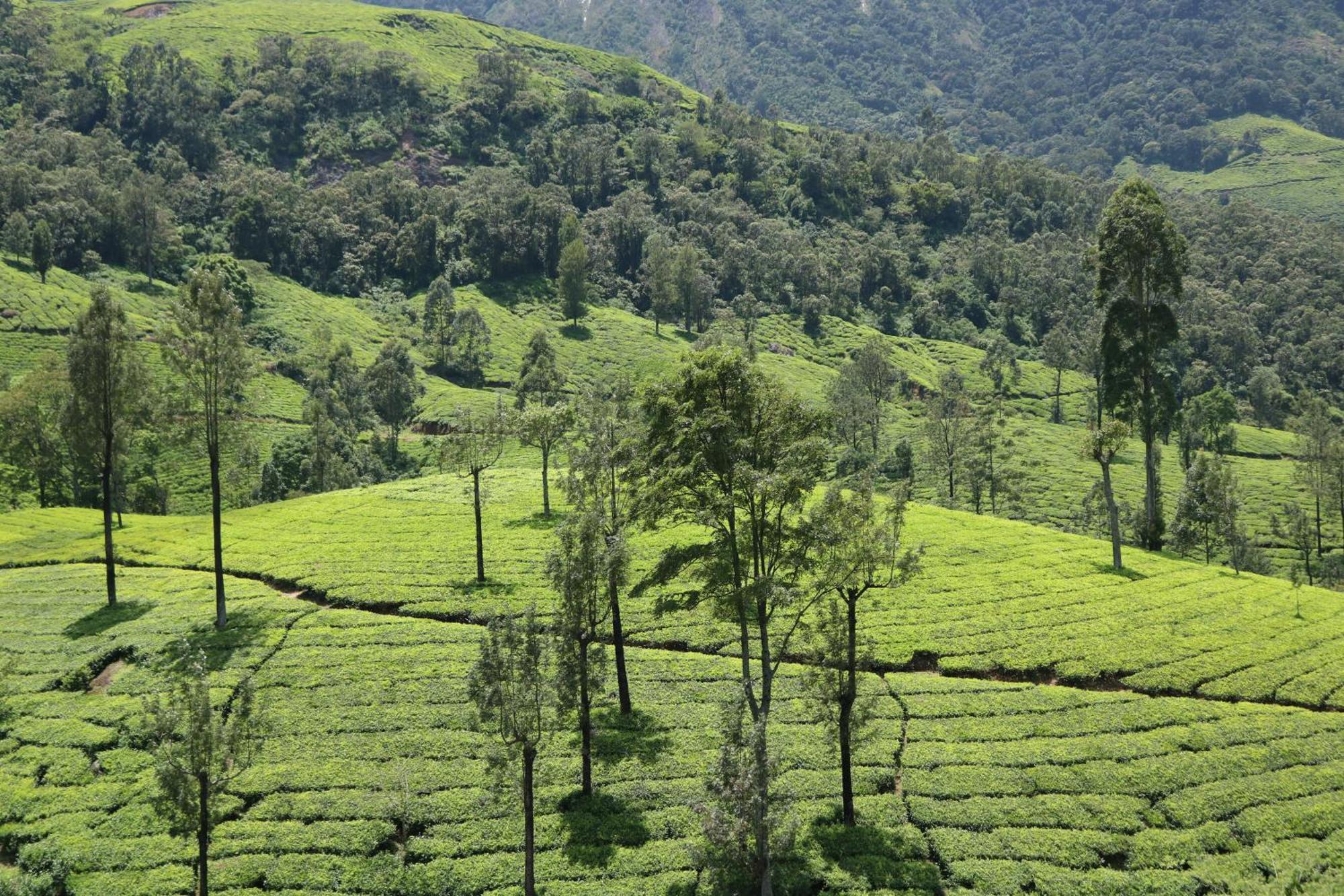 Asprin Homestay Munnar Luaran gambar