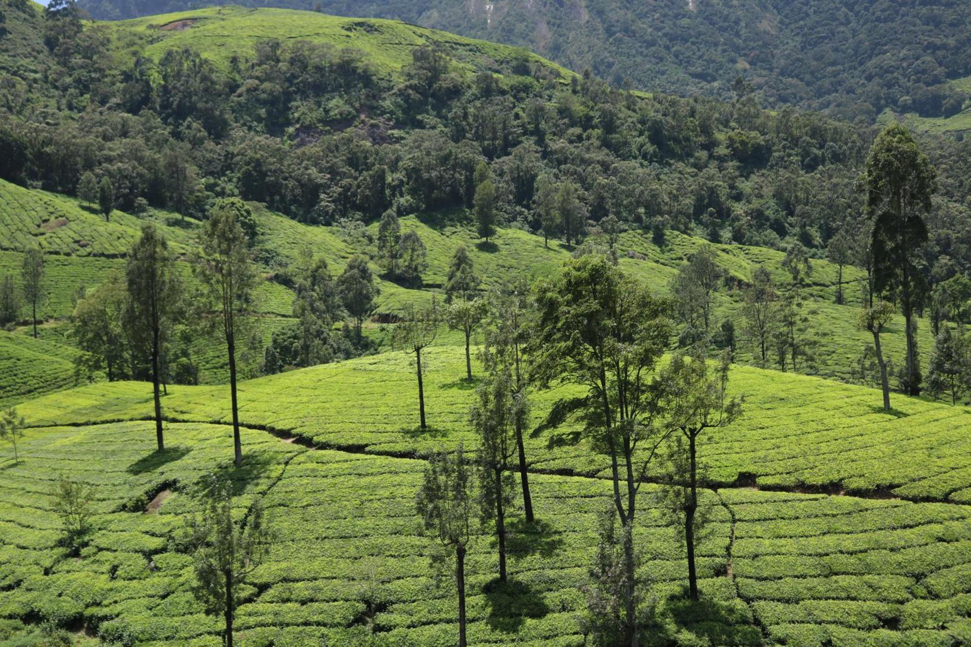 Asprin Homestay Munnar Luaran gambar